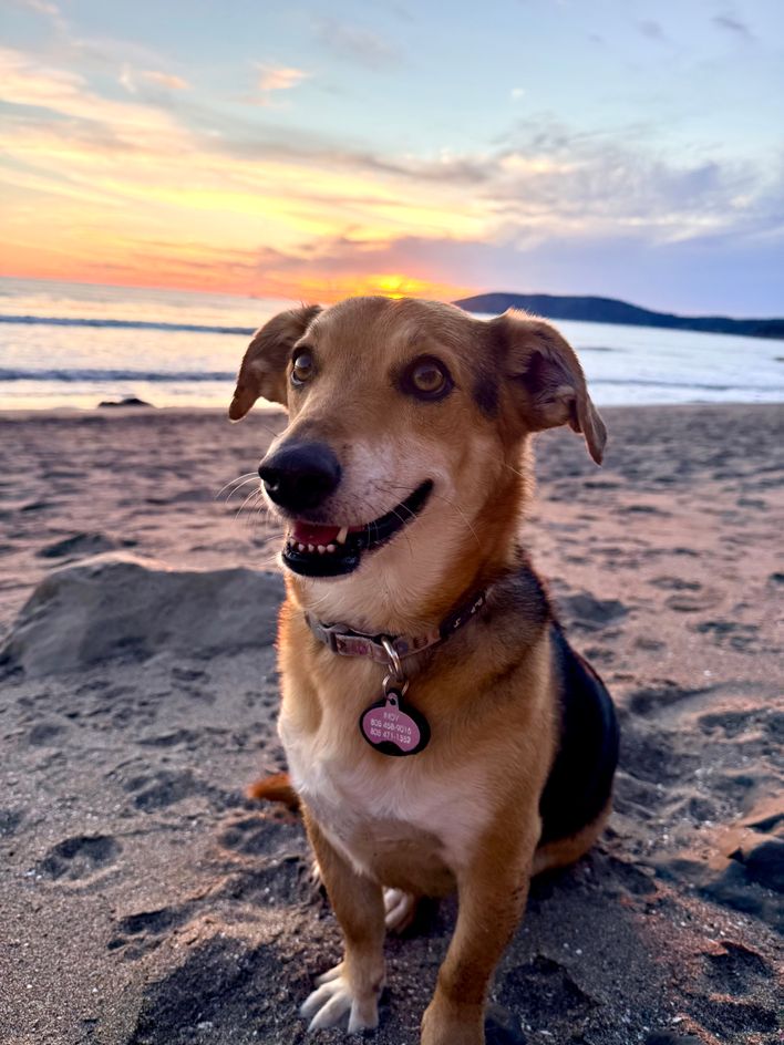 Indy the Adventurer
