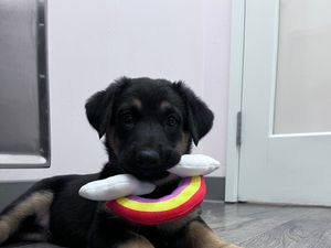 VOTE FOR STELLA