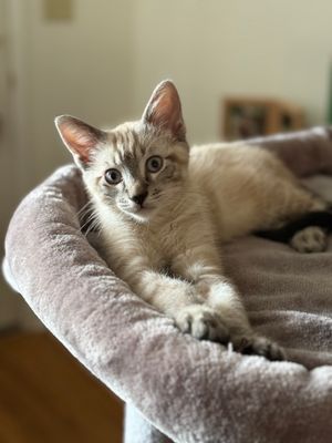 Meet Cooper
