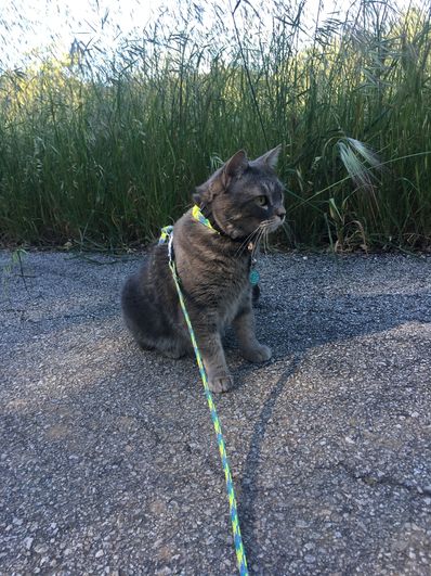 Miss Opal