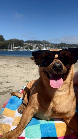 Vote for Ollie
