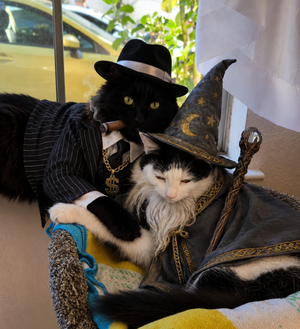 Gandalf and Bumblebee Pawsome Fundraiser
