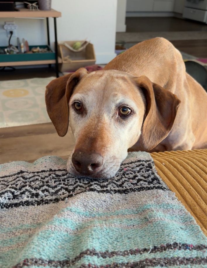 Vote for Penny