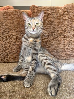 Princess Canela