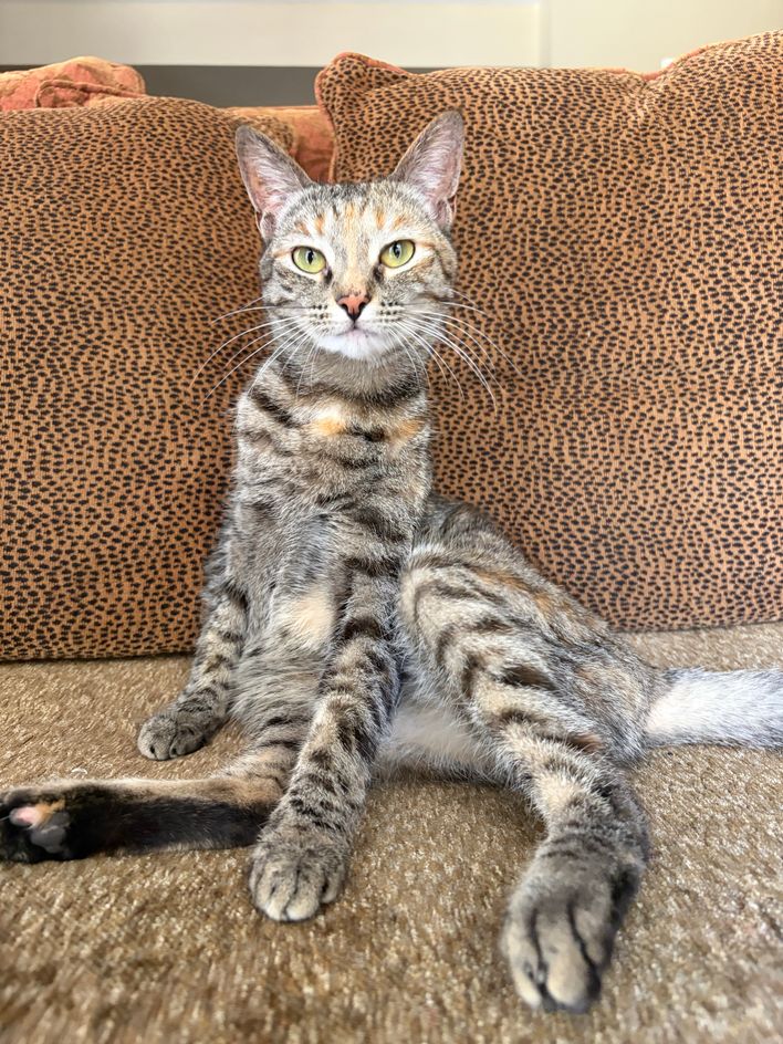 Princess Canela