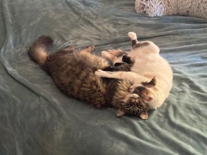 Lady and Bootsy - A Bonded Family
