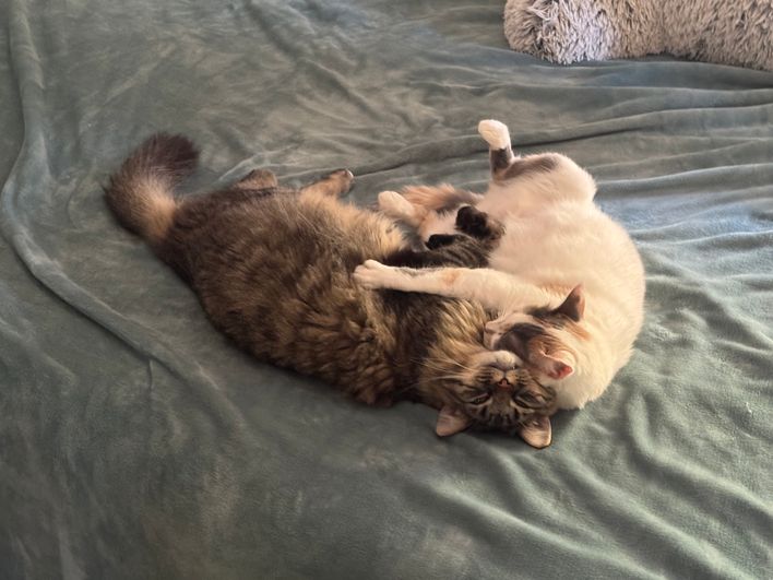 Lady and Bootsy - A Bonded Family
