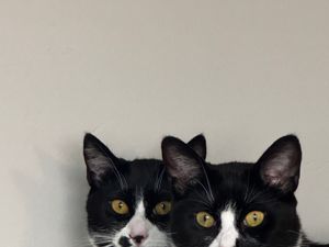 Vote for Jiji and Soot
