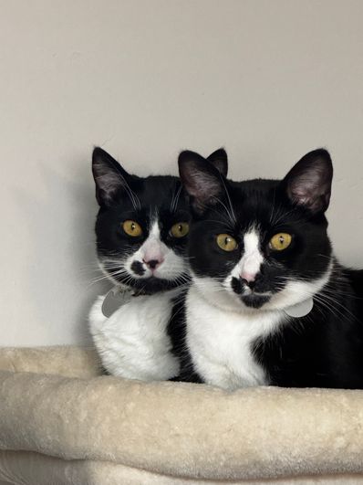 Vote for Jiji and Soot