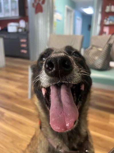 Gutter dog. Garbage enthusiast. Toothless Malinois impersonator. Pet of the Year.