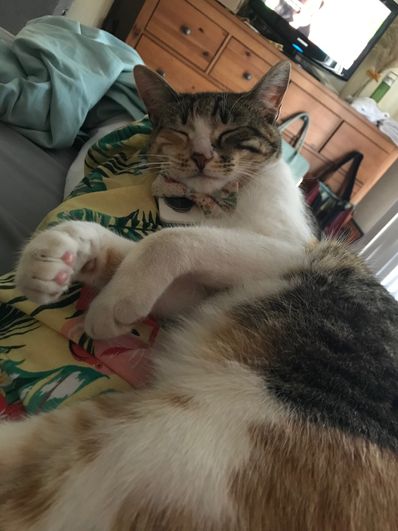 Vote for Olive