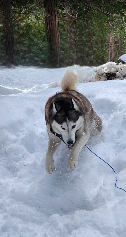 Dancing in the snow