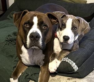 The Pawfect Pair - RoRo and Ruby