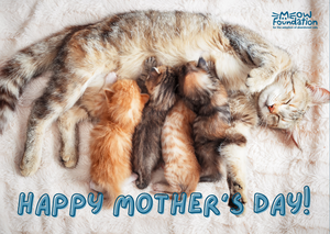 Happy Mother's Day Kittens