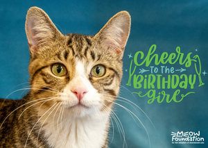 E-Birthday Card