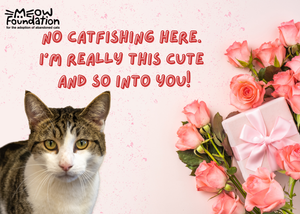 You Matched With Cannonball