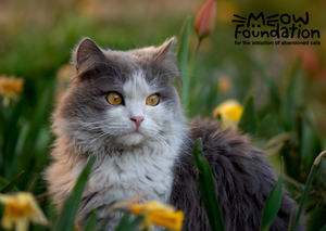 In Memory E-Card (Cat)