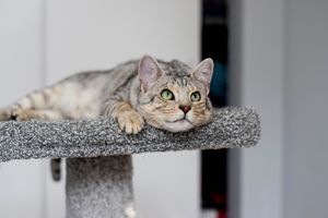 BB