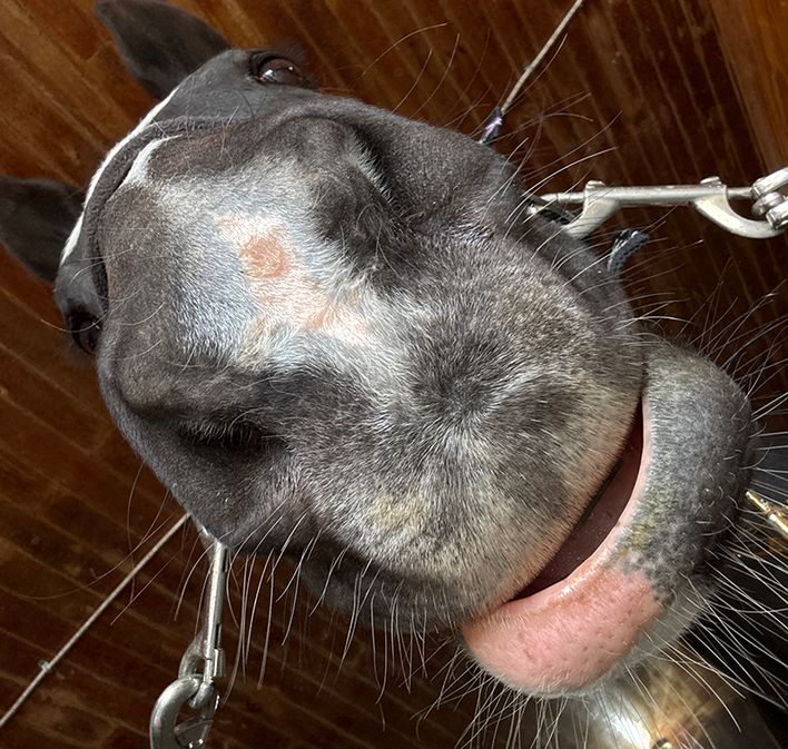 Alex and Layla's Fundraiser