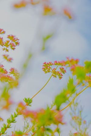 4/23/25 Naturally Speaking Event RSVP