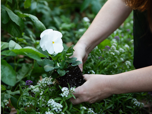 Grow Cool Season Cut Flowers