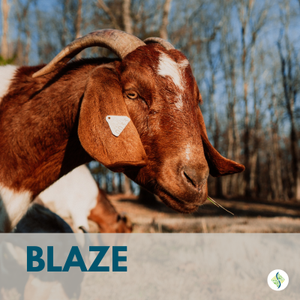 BLAZE