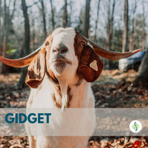 GIDGET