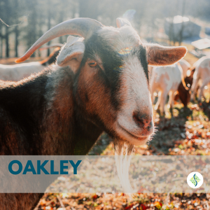 OAKLEY