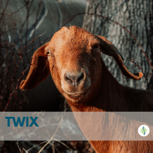 TWIX