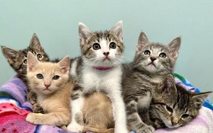 Kitten Baby Shower Adult Registration