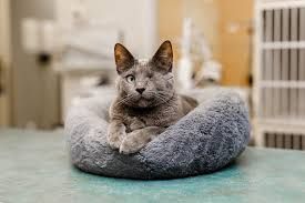 Whites Road Animal Hospital and Highway 2 Veterinary Office's Fundraiser