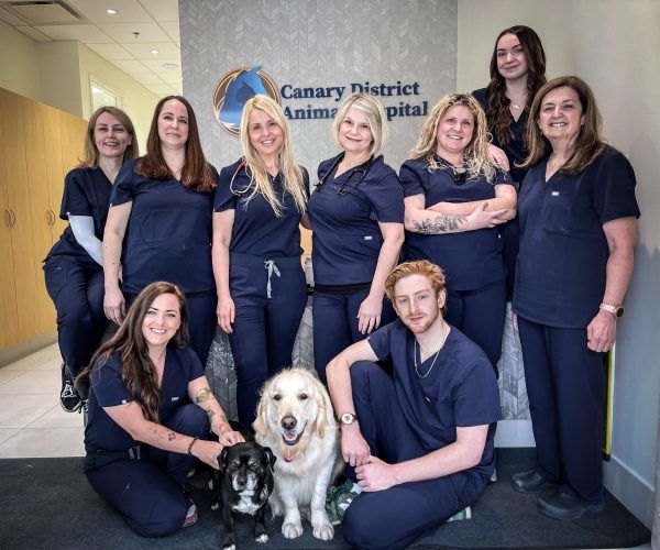 Canary District Animal Hospital's Fundraiser