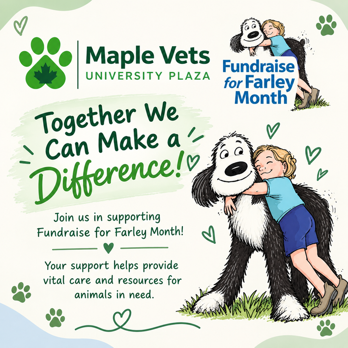 Maple Vets University Plaza Fundraise For Farley Month