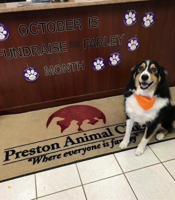 Preston Animal Clinic's Fundraiser