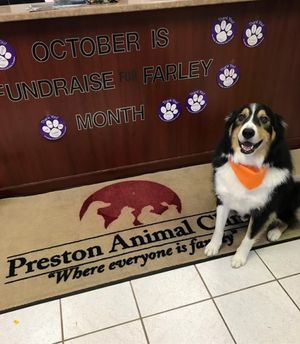 Preston Animal Clinic's Farley Fundraiser October 2024