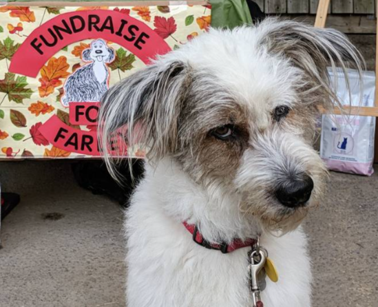 Parkdale Animal Hospital Farley Fundraiser