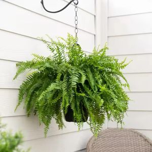 Boston Fern