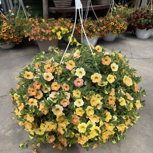 Million Bells Hanging Basket