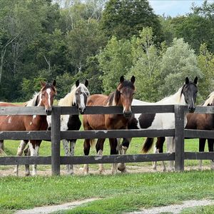 8th Annual Help A Horse Day