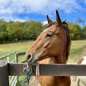 Intro to Equine Facial Expressions & Body Language