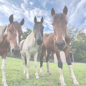 Intro to Horse Care - July 20th