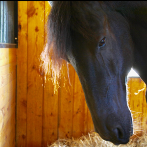 Equine Bodywork & Touch Skills Workshop