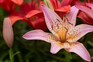 2025 Garden Tour