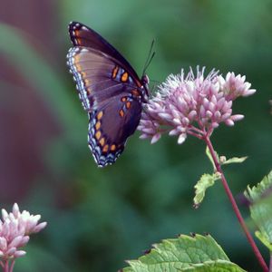 Test Mt Olive or Membership Land Plots