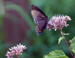 Test Mt Olive or Membership Land Plots