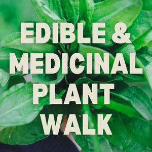 Edible & Medicinal Plant Walk