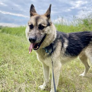 Sponsor A Dog Room