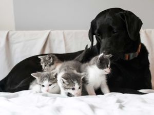 Congratulations eCard