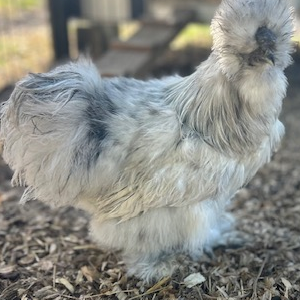 Name Our Roo Raffle