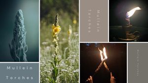 Mullein Torches